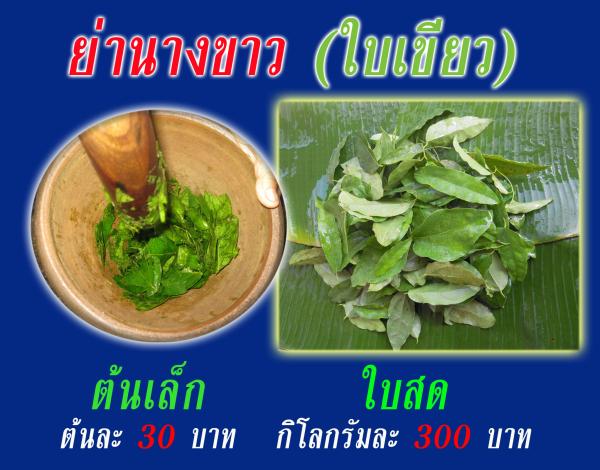 ย่านาง (ย่านางขาว ย่านางเขียว) | ต้นรักษ์ ขอนแก่น -  ขอนแก่น