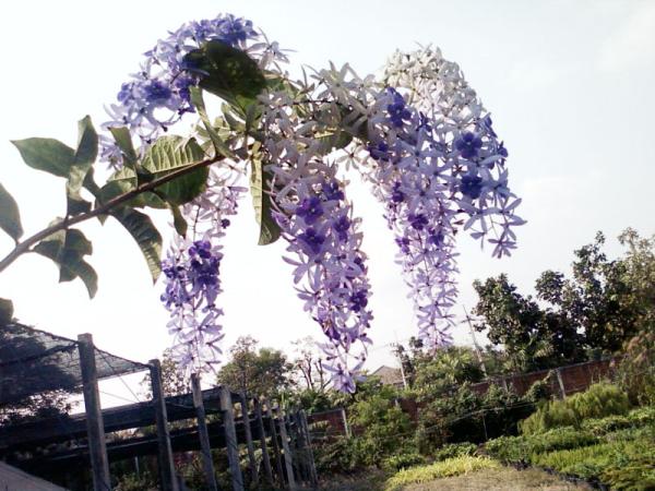 พวงครามออสเตรเลีย | สวนไม้นานาพันธุ์ - ตลิ่งชัน กรุงเทพมหานคร