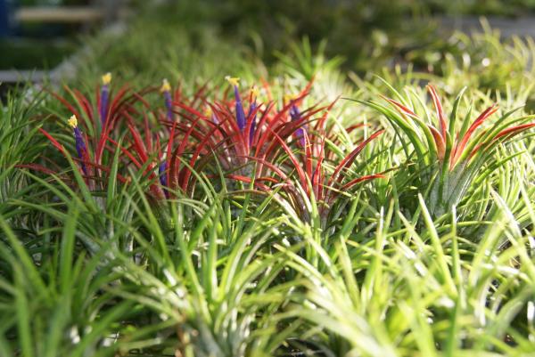 ทิลแลนด์เซีย Tillandsia | ครูเก่ง@สับปะรดสี  - อู่ทอง สุพรรณบุรี