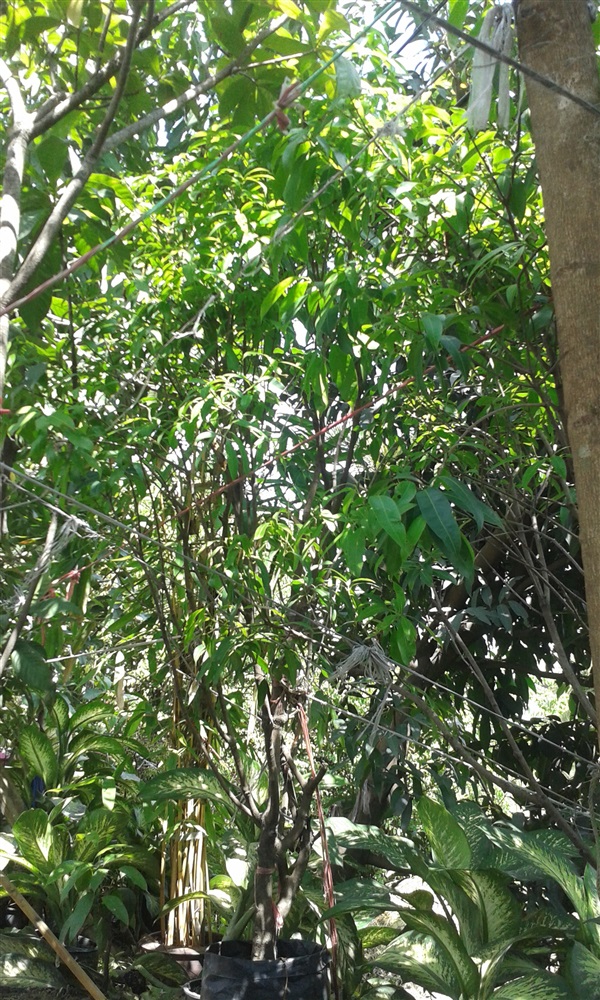 (ปลูกฟรี!) ต้นมะปรางหรือต้นมะยงชิด | สวนไม้ไทย - บางบัวทอง นนทบุรี