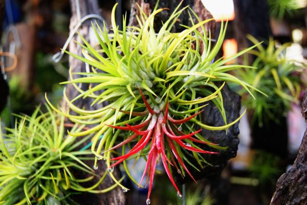 ทิลแลนด์เซีย Tillandsia (เกาะขอน) | ครูเก่ง@สับปะรดสี  - อู่ทอง สุพรรณบุรี