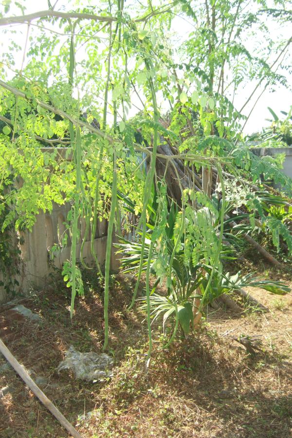 มะรุมอินเดีย SK1 | สวนแม่ละออ - ท่ายาง เพชรบุรี