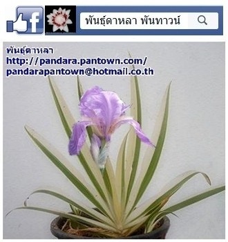 IRIS PALLIDA ARGENTEA VARIEGATA | พันธุ์ดาหลา - เมืองเชียงใหม่ เชียงใหม่