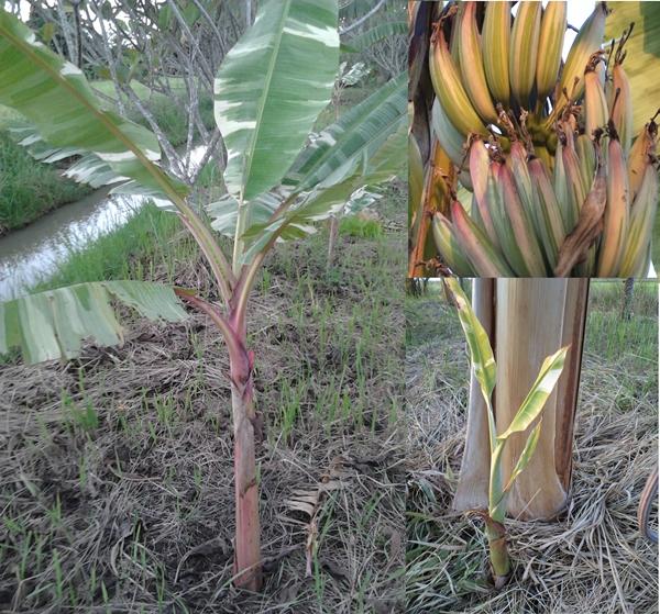กล้วยฟลอริด้า | สวนลุงทด - หนองเสือ ปทุมธานี