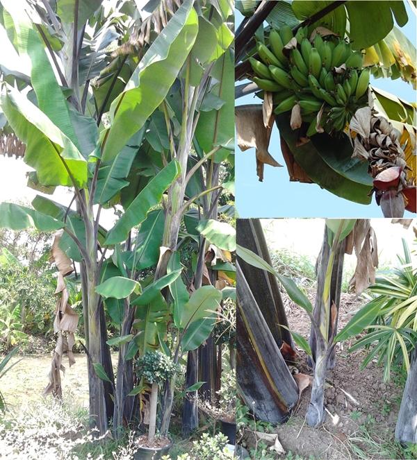 กล้วยตานีดำ | สวนลุงทด - หนองเสือ ปทุมธานี