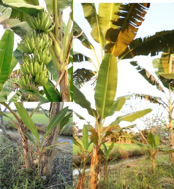 กล้วยแส้ม้า | สวนลุงทด - หนองเสือ ปทุมธานี