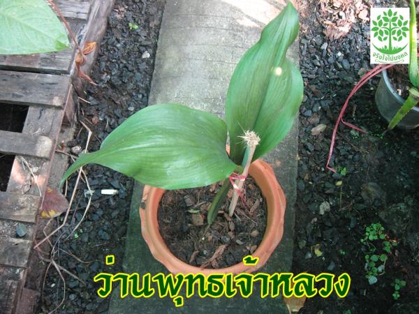 ขายว่านพุทธเจ้าหลวง | จริงใจไม้มงคล แอนด์ แลนด์สเคป - ลำลูกกา ปทุมธานี