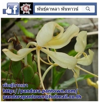 มหาหงส์ ดอกสีเหลือง | พันธุ์ดาหลา - เมืองเชียงใหม่ เชียงใหม่