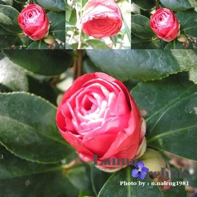 คาร์เมลเลีย (Camellia) ดอกไม้มงคล