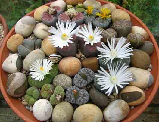 Lithop หินมีชีวิต | giantgarden -  สมุทรสาคร