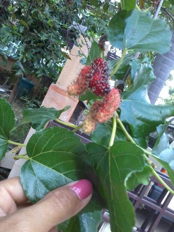 ขายต้นหม่อน (Mulberry)