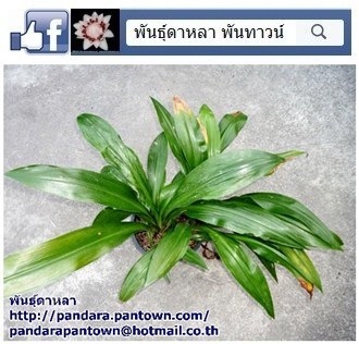 ว่านมหาสิทธิโชค | พันธุ์ดาหลา - เมืองเชียงใหม่ เชียงใหม่