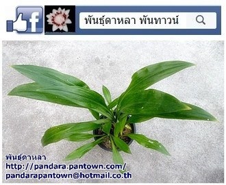 ว่านสิทธิโชค | พันธุ์ดาหลา - เมืองเชียงใหม่ เชียงใหม่