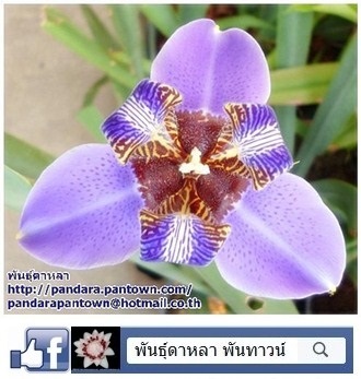 Neomarica caerulea Regina | พันธุ์ดาหลา - เมืองเชียงใหม่ เชียงใหม่