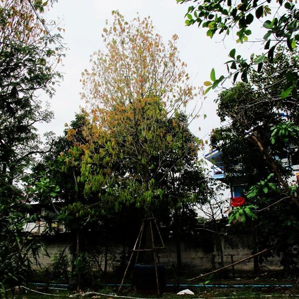 ต้นจันทร์กะพ้อ | เพียรไม้ไทยการ์เด้น - หลักสี่ กรุงเทพมหานคร