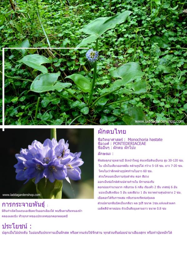 ผักตบไทย :	PONTEDERIACEAE | laddagarden - ลาดหลุมแก้ว ปทุมธานี