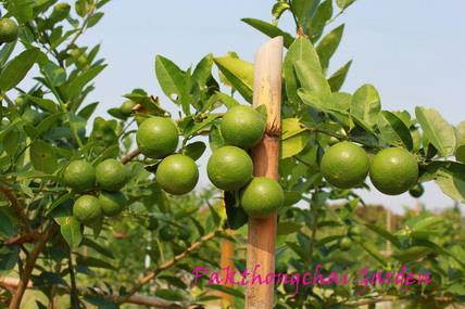 กิ่งตอนมะนาวแป้นพิจิตร1 | ปักธงชัยพันธุ์มะนาว - ปักธงชัย นครราชสีมา