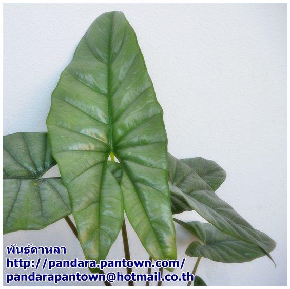 Alocasia corazon