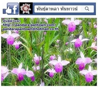 เอื้องใบไผ่ | พันธุ์ดาหลา - เมืองเชียงใหม่ เชียงใหม่