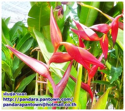 Heliconia collinsiana x bourgaeana Pedro | พันธุ์ดาหลา - เมืองเชียงใหม่ เชียงใหม่