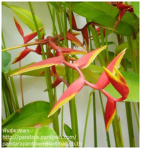 Heliconia Lorenzana | พันธุ์ดาหลา - เมืองเชียงใหม่ เชียงใหม่