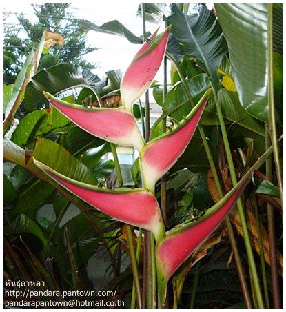 Heliconia orthotricha cv. Imperial | พันธุ์ดาหลา - เมืองเชียงใหม่ เชียงใหม่