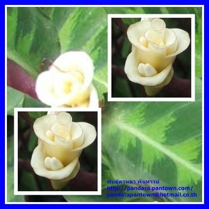 Calathea warscewiczii  | พันธุ์ดาหลา - เมืองเชียงใหม่ เชียงใหม่