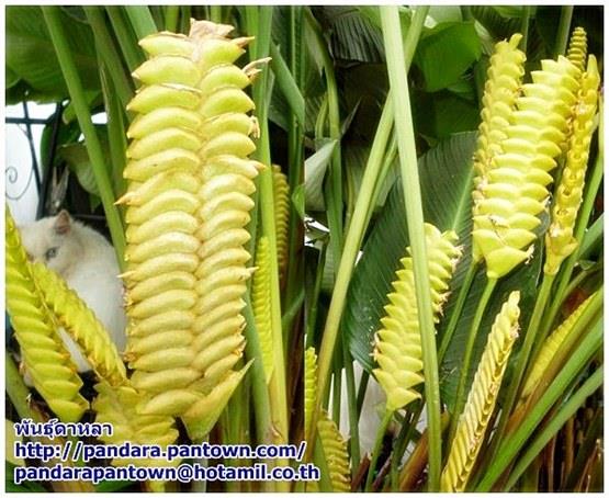 Calathea Crotalifera Yellow | พันธุ์ดาหลา - เมืองเชียงใหม่ เชียงใหม่