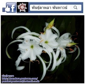 ว่านเศรษฐีพายทอง