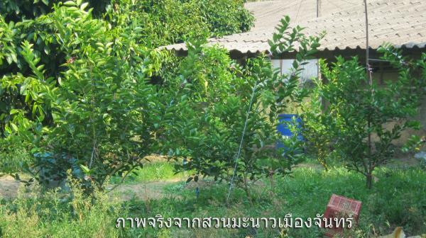 ต้นพันธุ์แท้ๆจากสวน(มะนาวแป้นพิจิตร1) | สวนมะนาวเมืองจันทร์ - ขลุง จันทบุรี