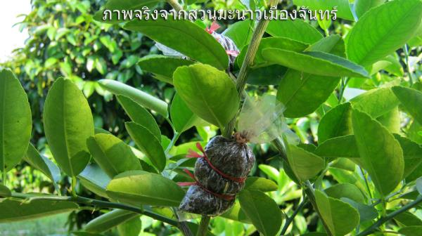 รากกิ่งตอนมะนาวแป้นพิจิตร1ที่เริ่มงอกออก | สวนมะนาวเมืองจันทร์ - ขลุง จันทบุรี