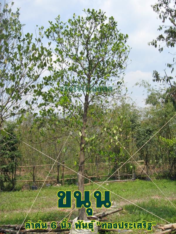 ขายต้นขนุนลำต้น 6 นิ้ว สูง 4 เมตร(ขายแล้วค่ะ) | จริงใจไม้มงคล แอนด์ แลนด์สเคป - ลำลูกกา ปทุมธานี