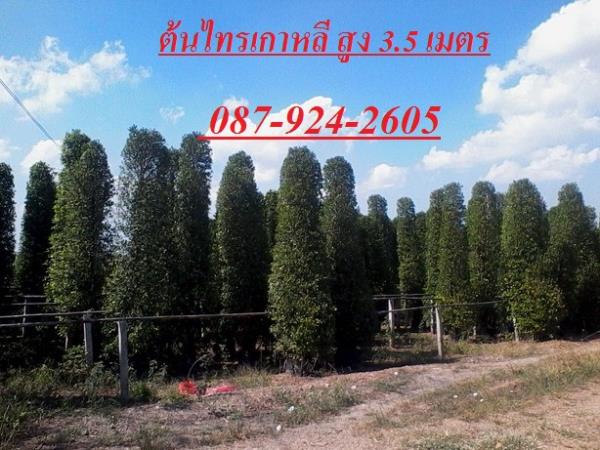 ต้นไทรเกาหลีสูง 1-3.5 เมตร 087-924-2605 | ร้านน้องใบเฟิร์น - เมืองปทุมธานี ปทุมธานี