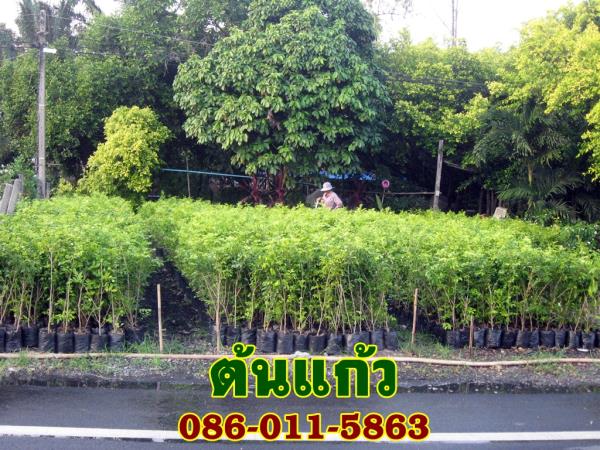 ขายต้นแก้วกิ่งชำสูง 60-80 เซน   | จริงใจไม้มงคล แอนด์ แลนด์สเคป - ลำลูกกา ปทุมธานี