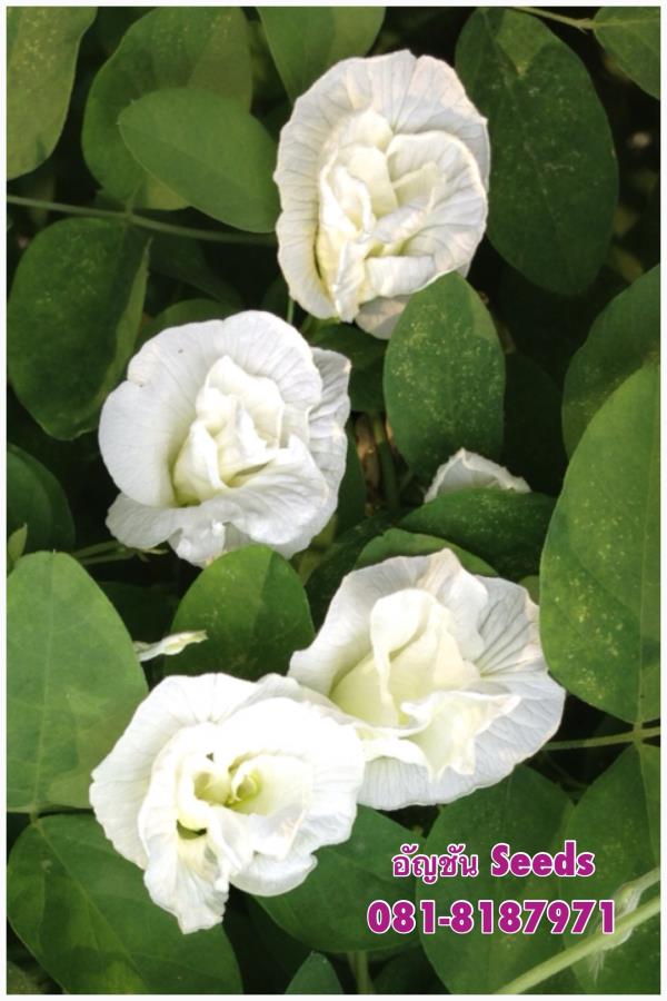 ขายต้นกล้าดอกอัญชันสีขาวดอกซ้อน 5ชั้น | อัญชัน seeds - สวนหลวง กรุงเทพมหานคร
