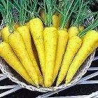 เมล็ดพันธุ์ Solar Yellow Carrot