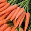 เมล็ดพันธุ์ Baby  Carrot ถุงละ 200 เมล็ด