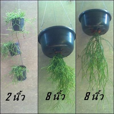 ลิปสลิสหางกระรอก ไข่มุกขาว(ไม้แขวน) | Poa Bonsai - วัฒนา กรุงเทพมหานคร