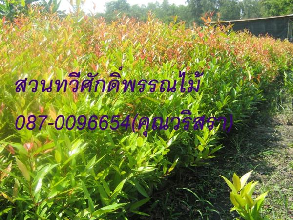 ต้นคริสติน่า | สวนทวีศักดิ์พันธุ์ไม้ - องครักษ์ นครนายก