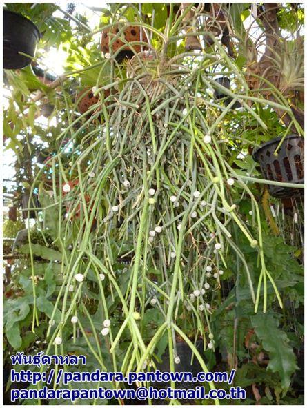 Rhipsalis (ไข่มุกขาว) | พันธุ์ดาหลา - เมืองเชียงใหม่ เชียงใหม่