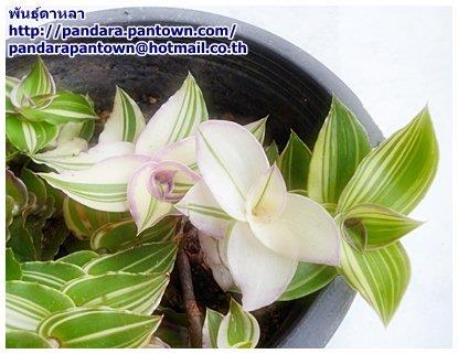 Tradescantia fluminensis 'Variegata' | พันธุ์ดาหลา - เมืองเชียงใหม่ เชียงใหม่