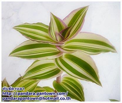 Tradescantia fluminensis 'Variegata' | พันธุ์ดาหลา - เมืองเชียงใหม่ เชียงใหม่