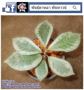 อิเหนาด่าง | พันธุ์ดาหลา - เมืองเชียงใหม่ เชียงใหม่