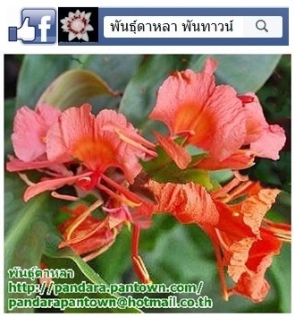 มหาหงส์สีแดง ดอกใหญ่ | พันธุ์ดาหลา - เมืองเชียงใหม่ เชียงใหม่