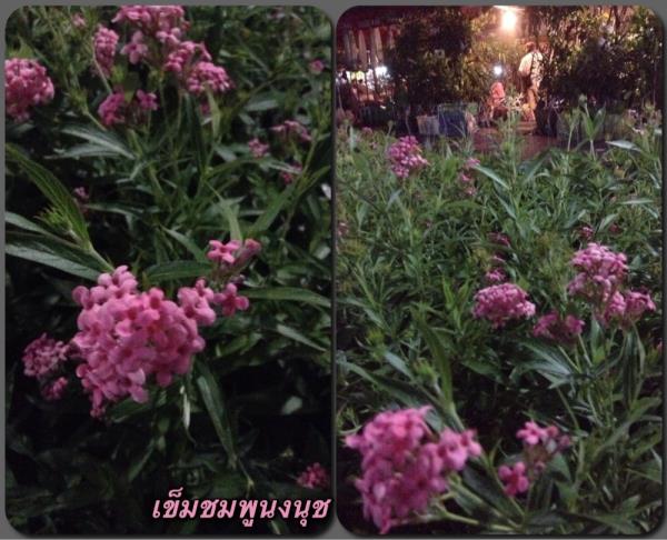 เข็มชมพูนงนุช | ธนัทศุกานต์ - บางกอกน้อย กรุงเทพมหานคร