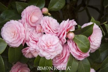 คาเมลเลีย (Camellia) พันธุ์ Pearl Maxwell  | ลานนาการ์เดนแอนด์ออร์คิดส์ - เมืองเชียงราย เชียงราย