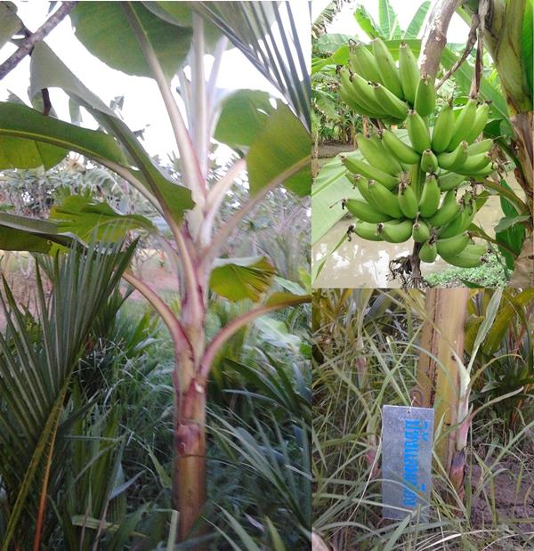 กล้วยปิซังแอมเปียง | สวนลุงทด - หนองเสือ ปทุมธานี