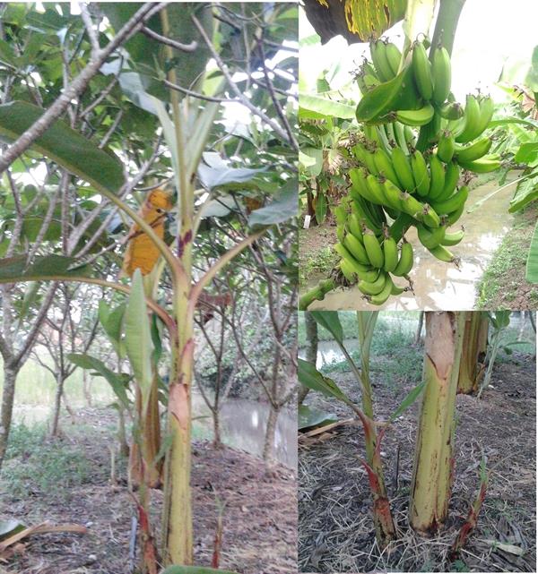 กล้วยปิแซตะรอ | สวนลุงทด - หนองเสือ ปทุมธานี