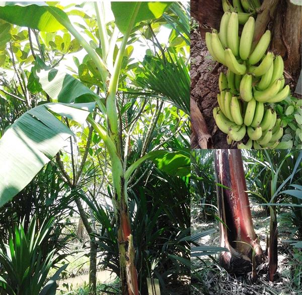 กล้วยหอมทองคอคต | สวนลุงทด - หนองเสือ ปทุมธานี
