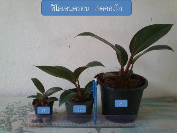 ฟิโลเดนดรอน เรดคองโก | เกษศิรินทร์เพาะเลี้ยงเนื้อเยื่อ -  กรุงเทพมหานคร